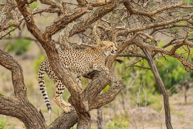 cheetah