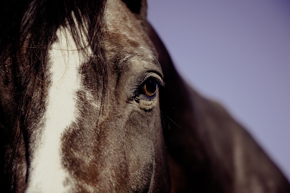 horse-eye