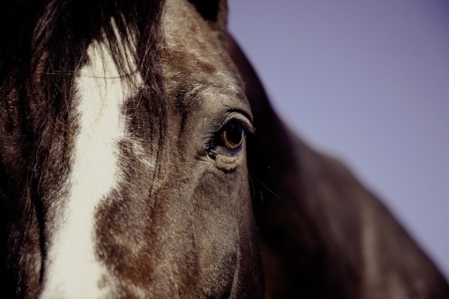 horse-eye