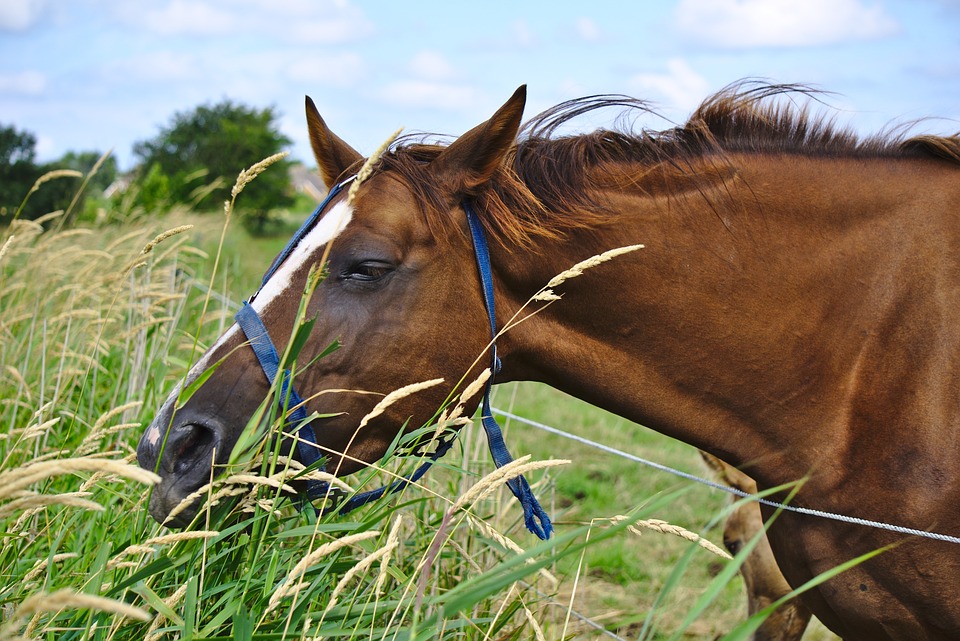 horse-grasses
