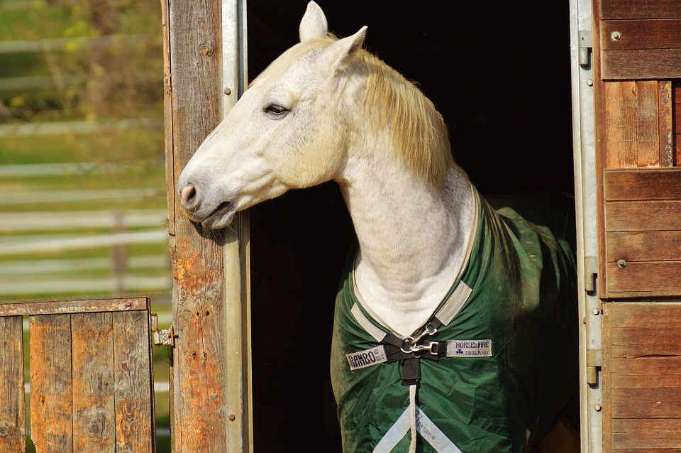 horse-stall