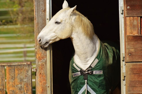 horse-stall