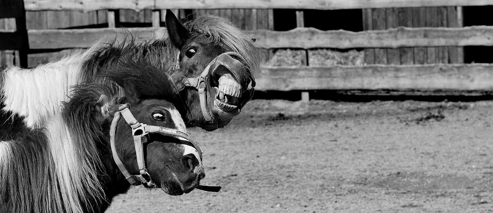 horses-clowning