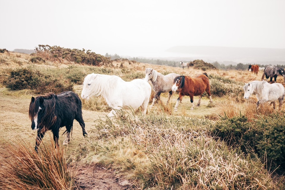 horses-hairy-herd