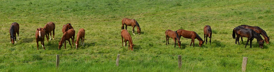 horses-in-green-field