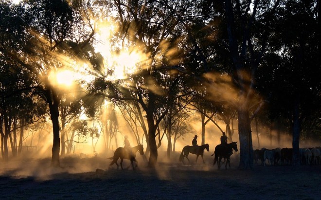 Horses-mist-trees