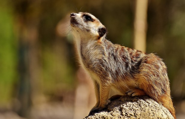 Meerkat
