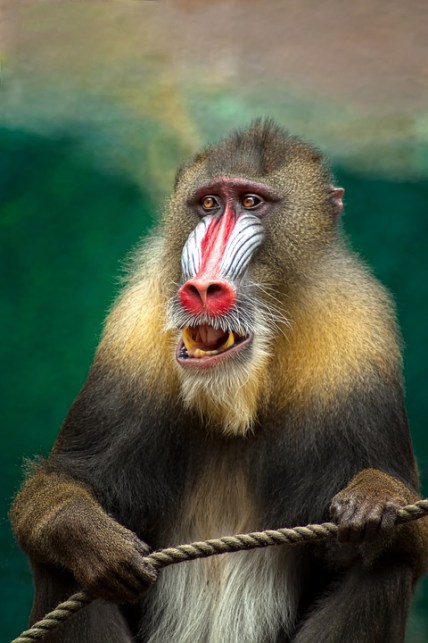 Monkey
