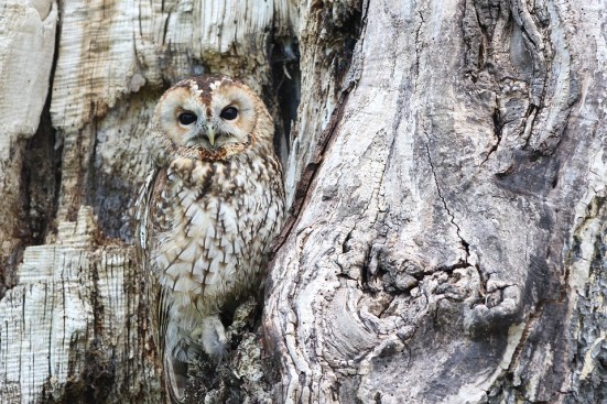 owl