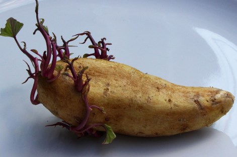 PotatoSprouting