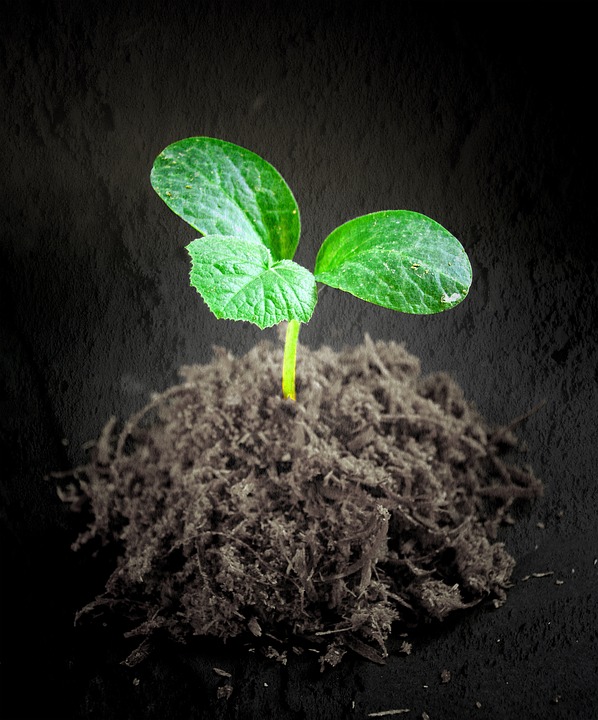 SeedSprouting