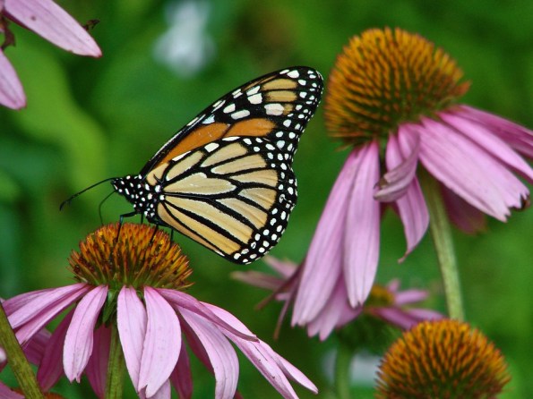 Butterfly10
