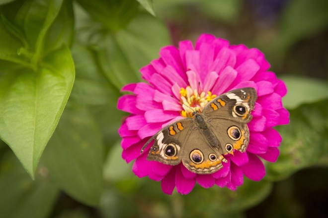 Butterfly11