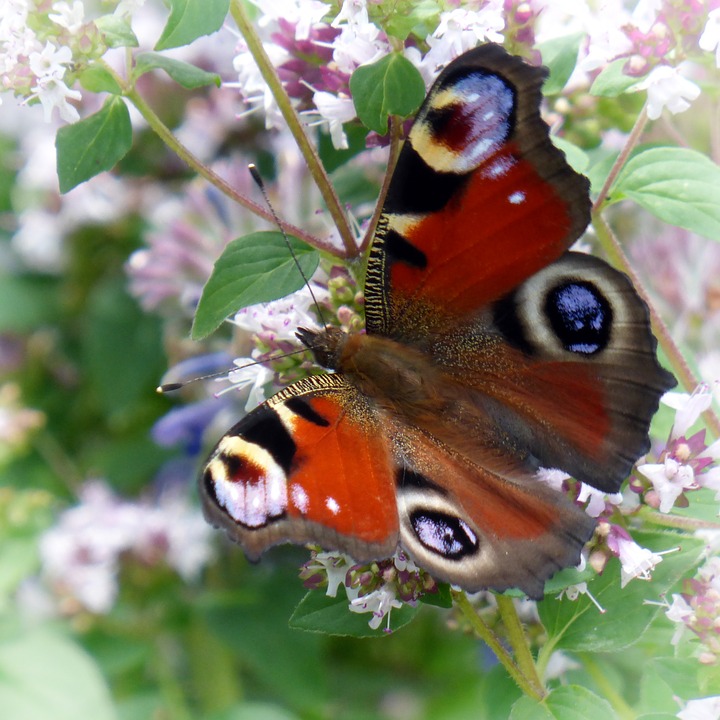 Butterfly12