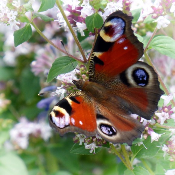 Butterfly12