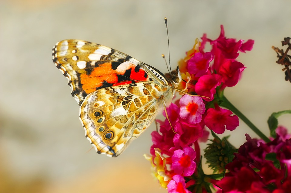 Butterfly13