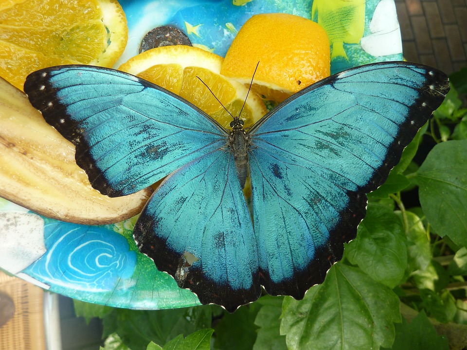 Butterfly14