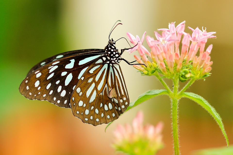 Butterfly15