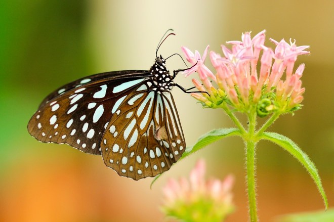 Butterfly15
