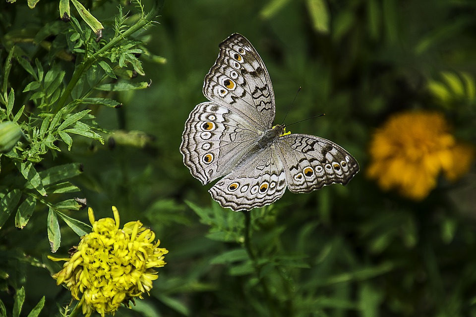 butterfly2