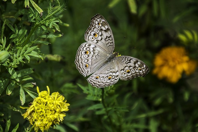 butterfly2