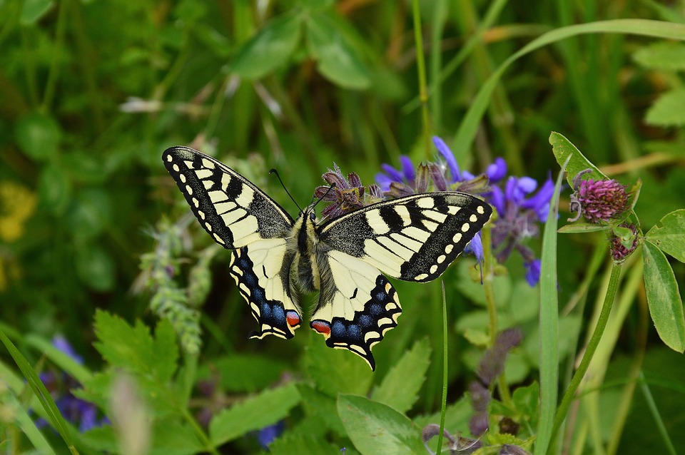 Butterfly4