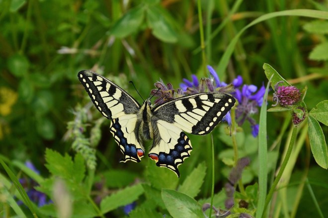 Butterfly4