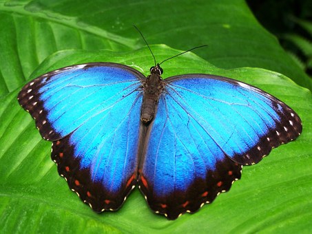 Butterfly5