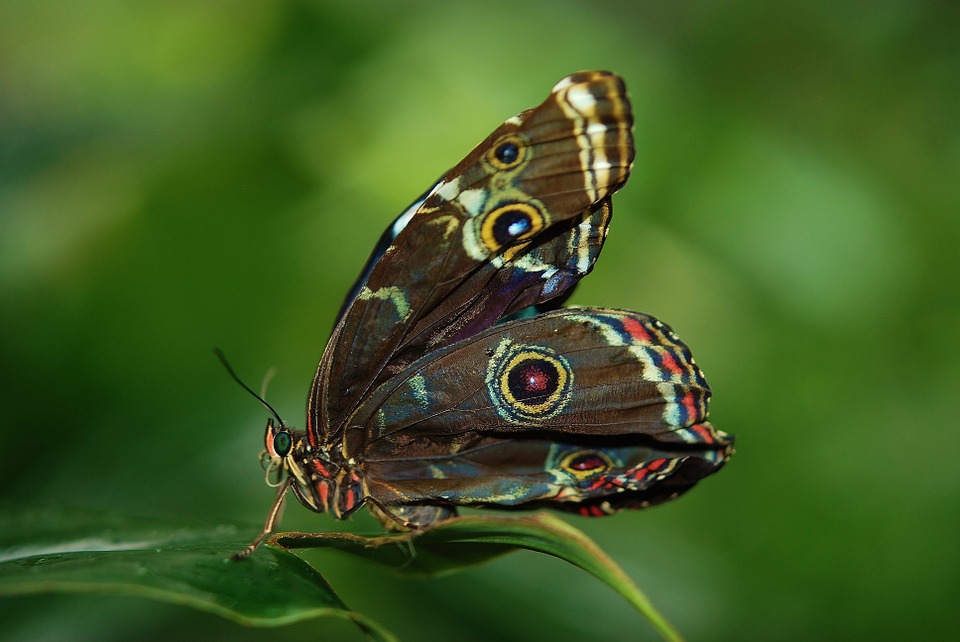 Butterfly6