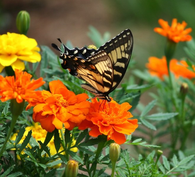 Butterfly7
