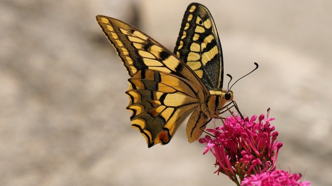 Butterfly8