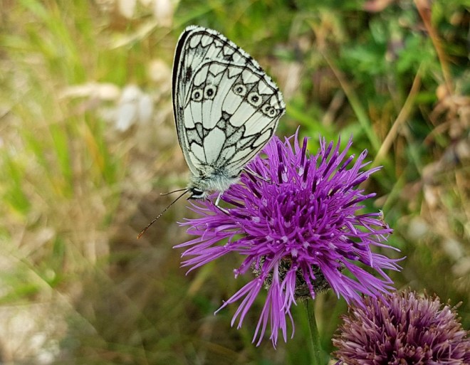 Butterfly9