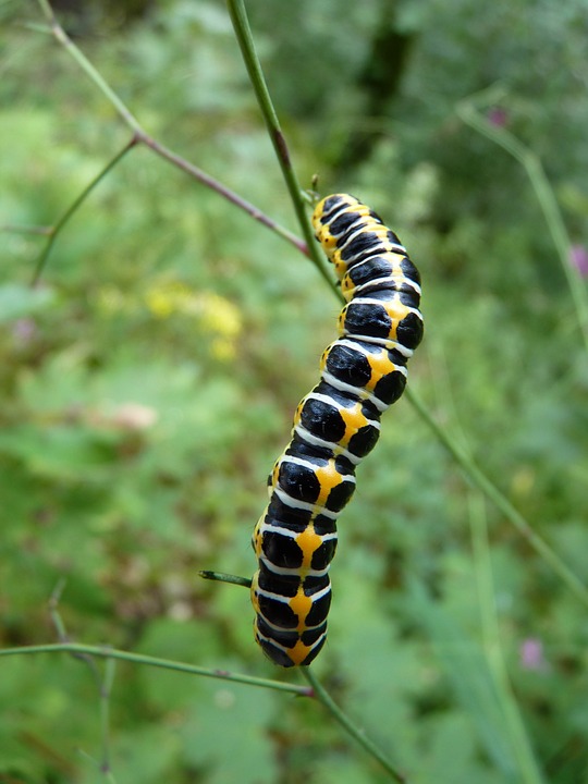 Caterpillar