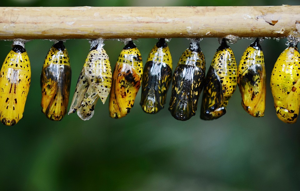 Cocoons