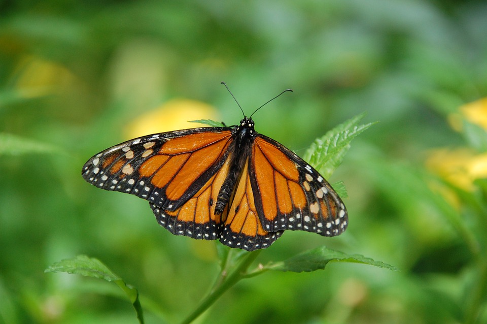 Monarch1