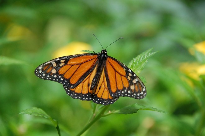 Monarch1