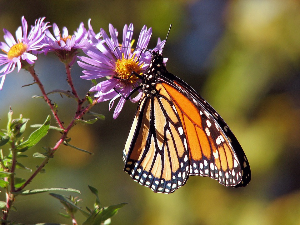 Monarch2