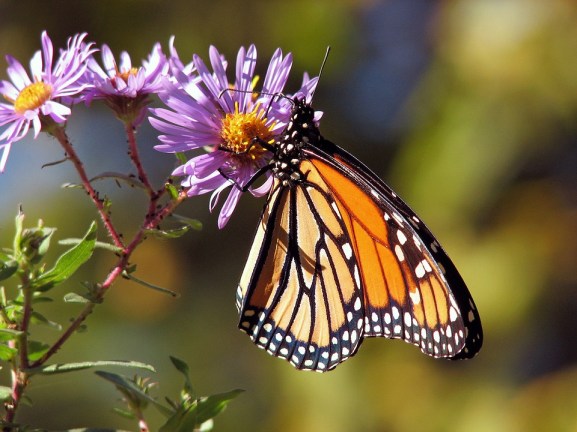 Monarch2