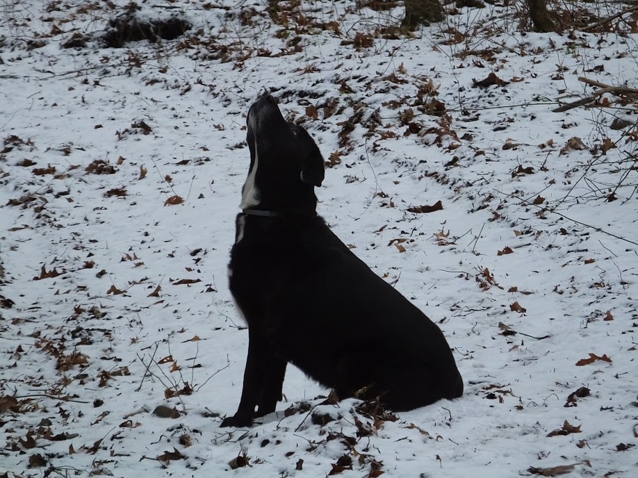 DogSnowChristianne