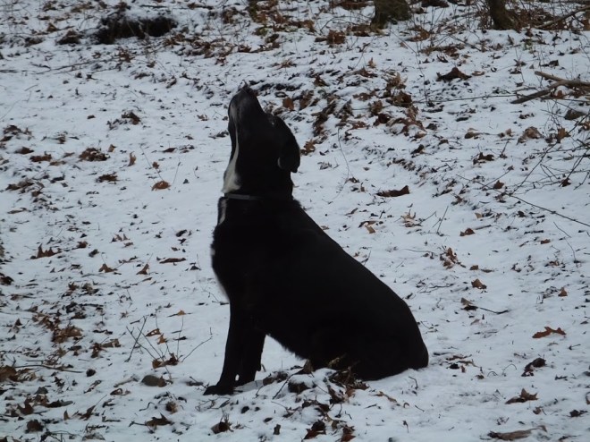 DogSnowChristianne