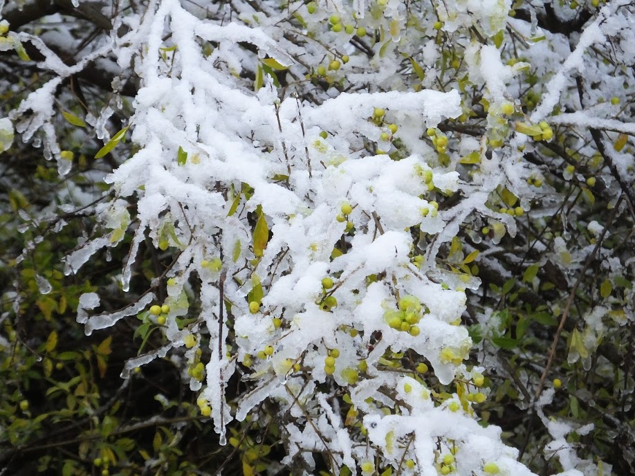 GreenBerriesSnowChristianne