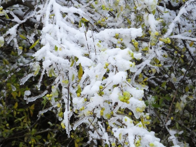 GreenBerriesSnowChristianne