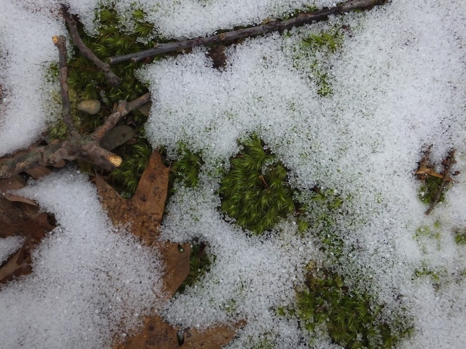 MossSnowChristianne