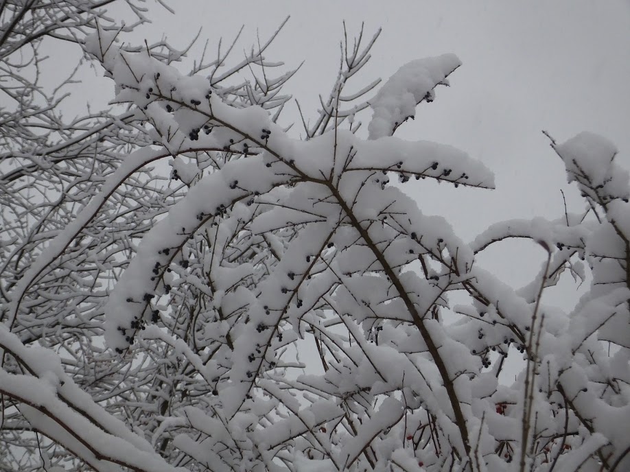 SnowBerriesChristianne