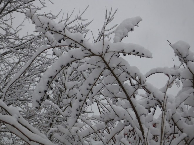 SnowBerriesChristianne
