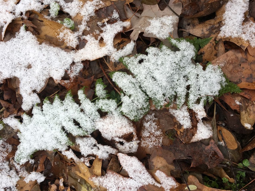 SnowFernChristianne