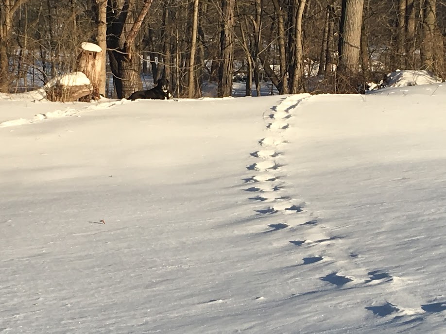 SnowTracksChristianne