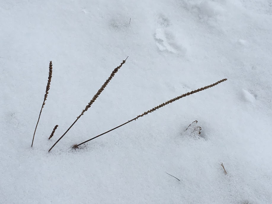 SnowTwigsChristianne