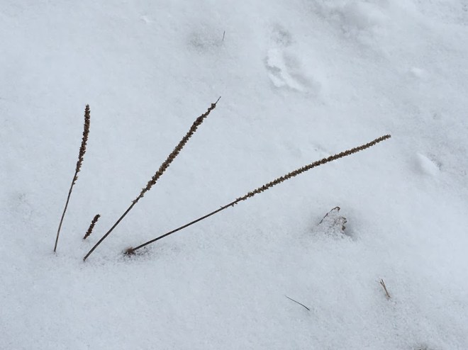 SnowTwigsChristianne