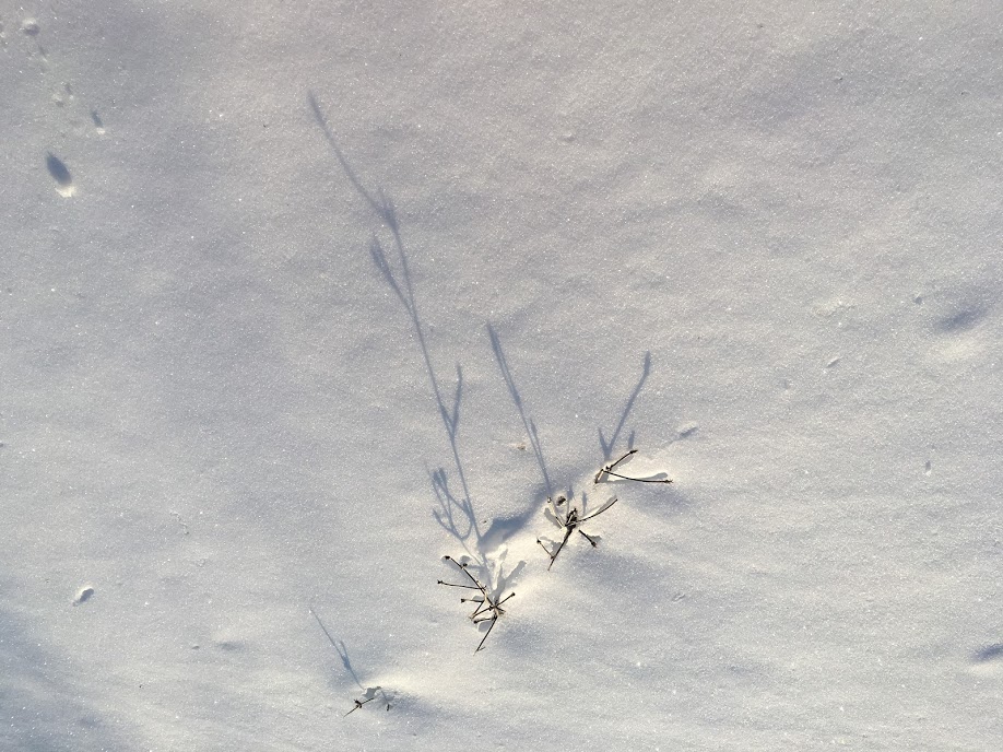 SnowTwigsShadowChristianne